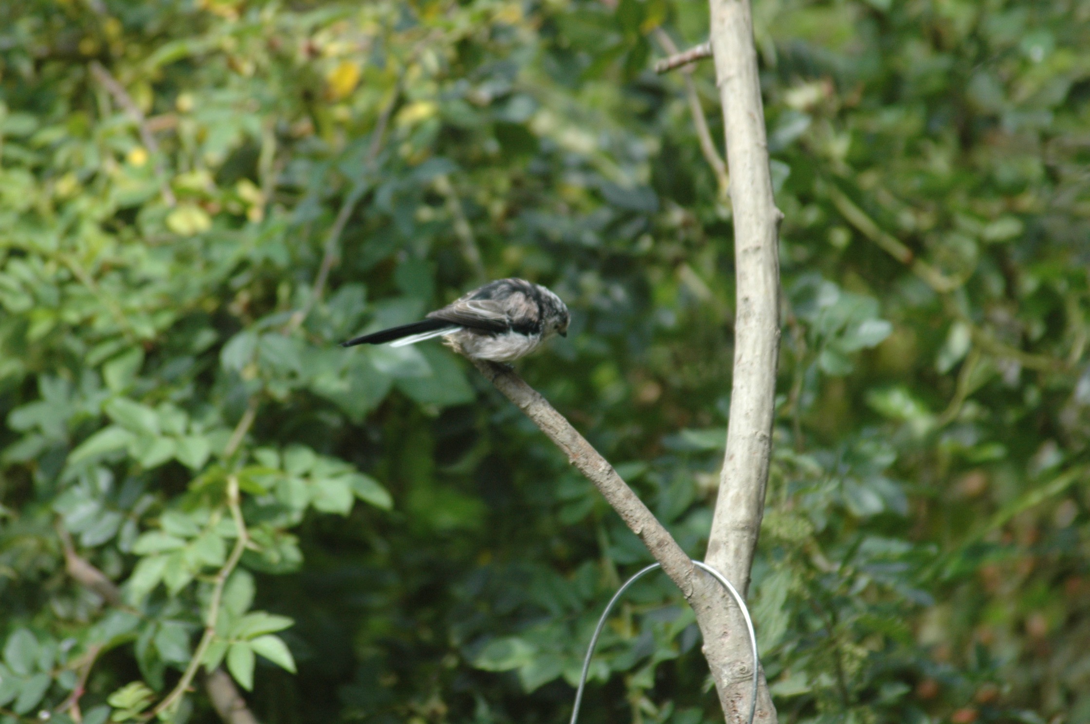 long tailed tit